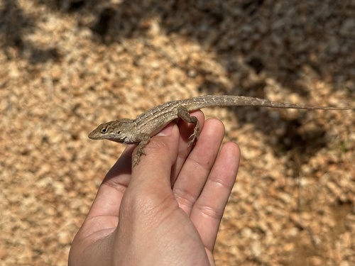 Brown Anole