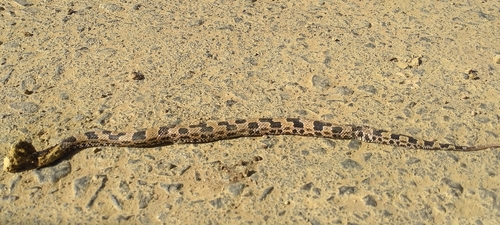 Chinese Mountain Pit Viper