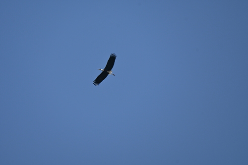 Asian Woolly-necked Stork