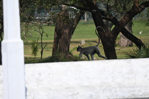 Tufted Gray Langur