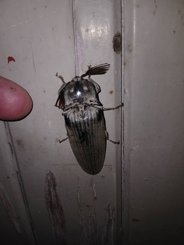 Giant Acacia Click Beetle