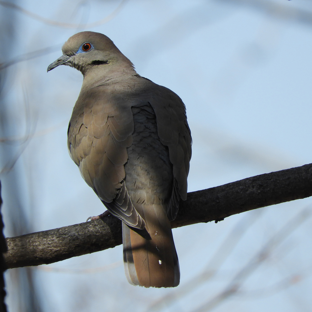 Whitewinged Dove from Amarillo, TX, USA on February 28, 2020 at 0225