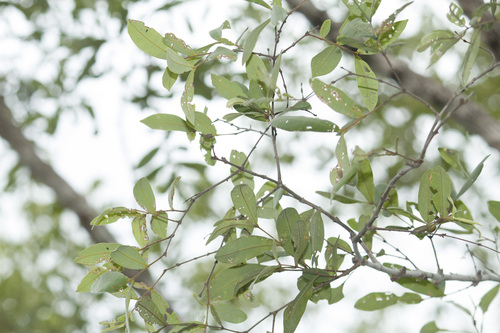 Qualea parviflora