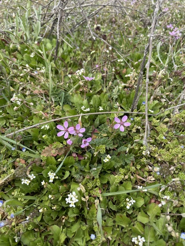 Redstem Stork's-bill