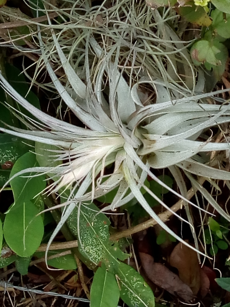 tillandsia Gardneri Rupicola wild 速達発送 tillandsia Gardneri Rupicola wild 速達発送 - メルカリ