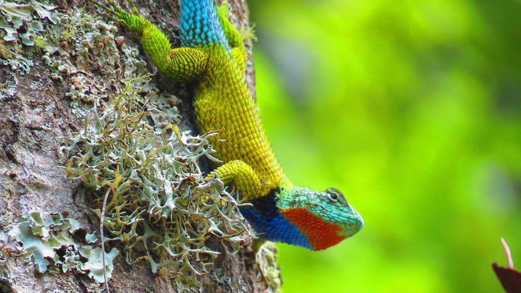 Honduran Emerald photo