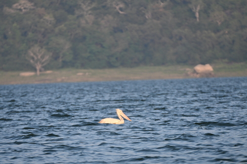 Spot-billed Pelican
