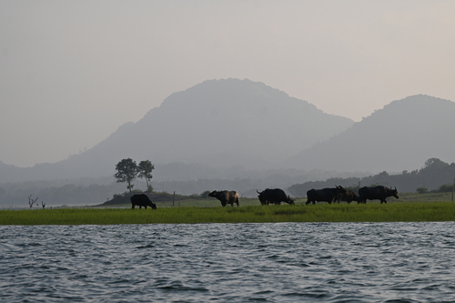 Wild Water Buffalo