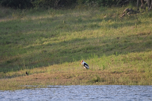 Painted Stork
