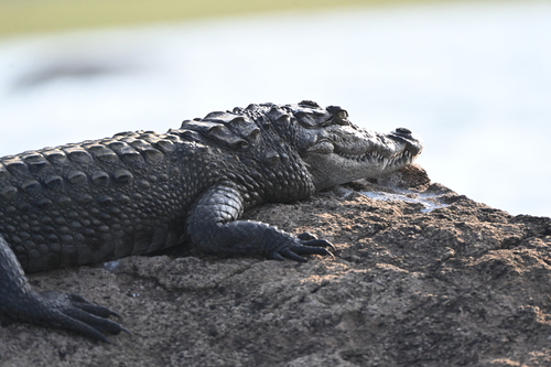 Mugger Crocodile