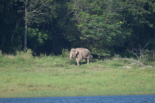 Sri Lankan Elephant