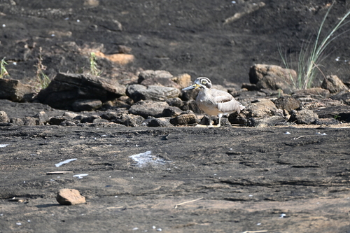 Great Stone-curlew