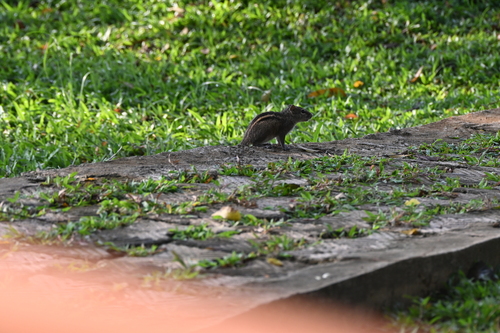Three-striped Palm Squirrel
