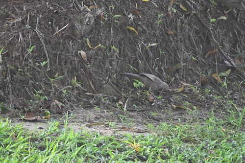 Yellow-billed Babbler