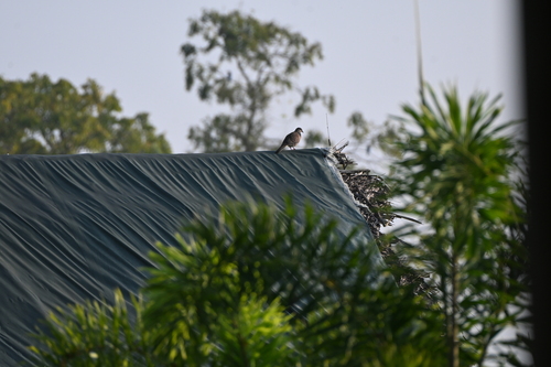 Spotted Dove