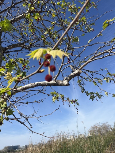 iNaturalist observation photo of western sycamore
