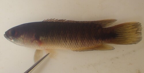 Pellegrin's Ctenopoma