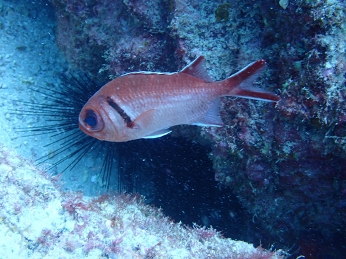 Myripristis jacobus