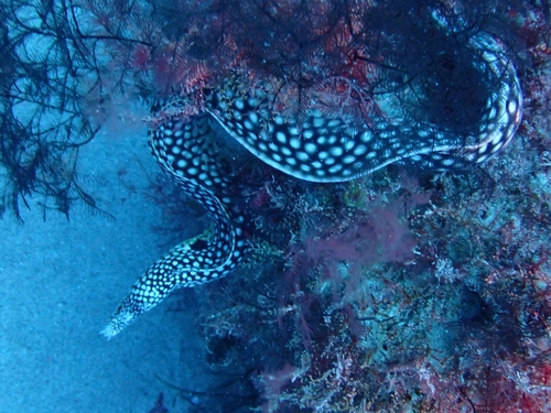 Muraena melanotis