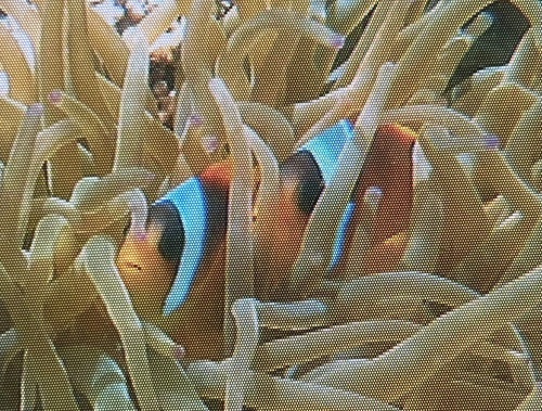 Amphiprion bicinctus