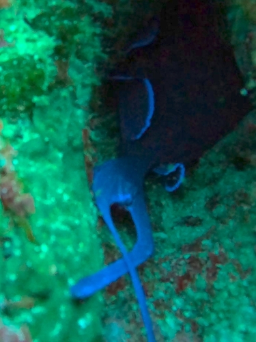 Odonus niger