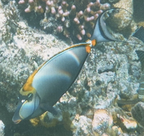 Naso elegans