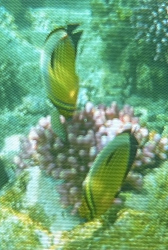 Chaetodon austriacus