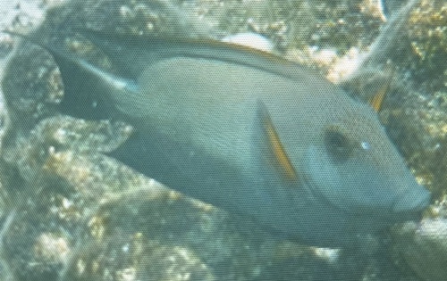 Ctenochaetus striatus