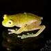 Upper Amazon Glass Frog - Photo (c) Paul Maier, all rights reserved, uploaded by Paul Maier