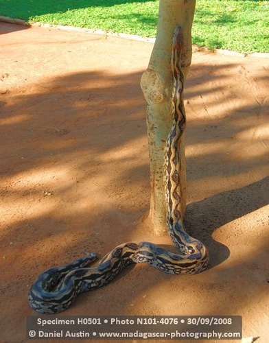 Madagascar Ground Boa