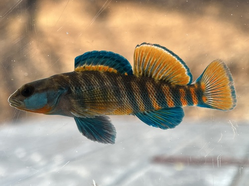 Rainbow Darter