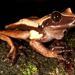 Brown-eyed Tree Frog - Photo (c) Paul Maier, all rights reserved, uploaded by Paul Maier