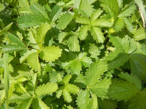 Penkiapirštė sidabražolė nuotrauka