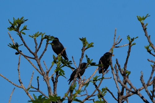 Avistamiento Estornino Negro