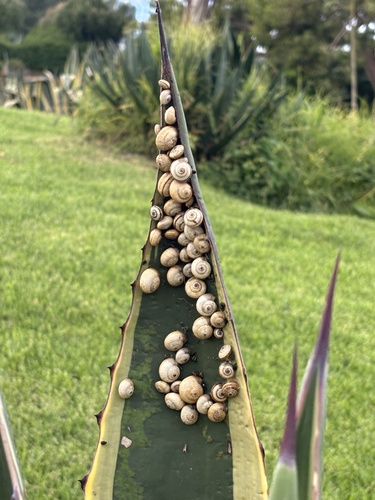 Theba pisana