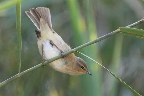 Avistamiento Mosquitero Común