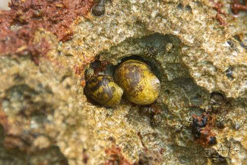 Nerita peloronta