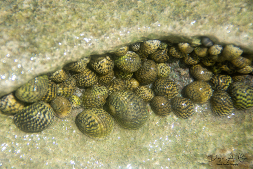 Nerita tessellata