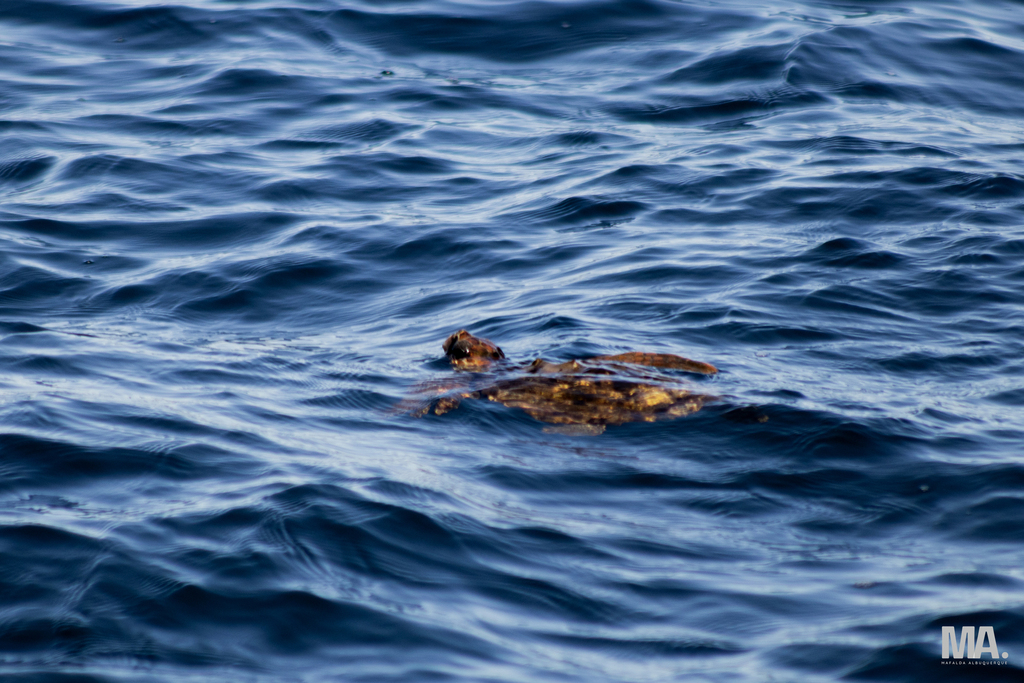 Loggerhead Sea Turtle in March 2026 by Mafalda Albuquerque · iNaturalist