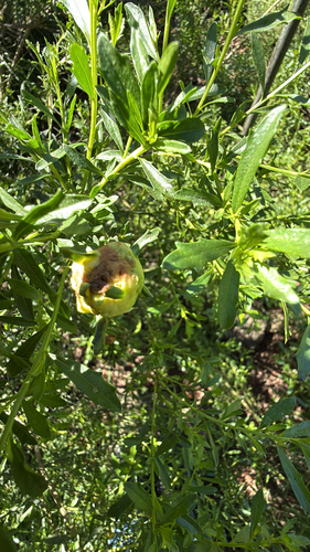 Unknown species found near Wren Ave, Concord, CA, US