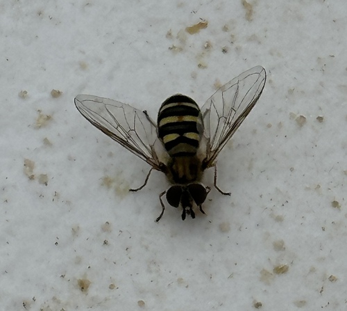 Unknown species found near Arquette Rd, Oregon, OH 43616, USA