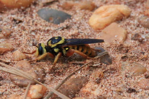 Unknown species found near Liberty County, FL, USA