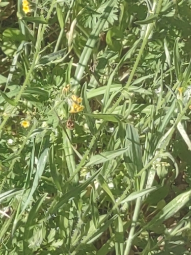 Unknown species found near Carmel Valley, CA 93924, USA