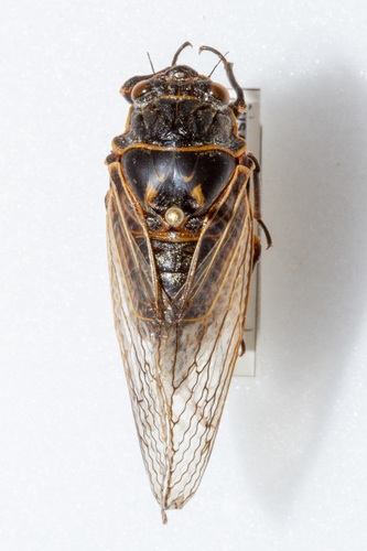 Cicada