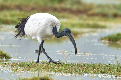 Heiliger Ibis