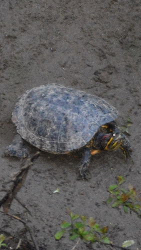 Trachemys scripta