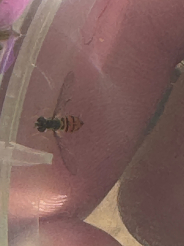 Unknown species found near Crags Road, Calabasas, CA, US
