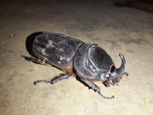 African Rhinoceros Beetle