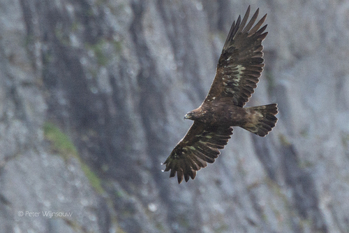 Águila Real (Aquila chrysaetos) · NaturaLista Mexico