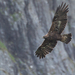 European Golden Eagle - Photo (c) Peter Wijnsouw, all rights reserved, uploaded by Peter Wijnsouw